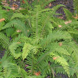 Polystichum setiferum 'Herrenhausen' - Weicher Schildfarn