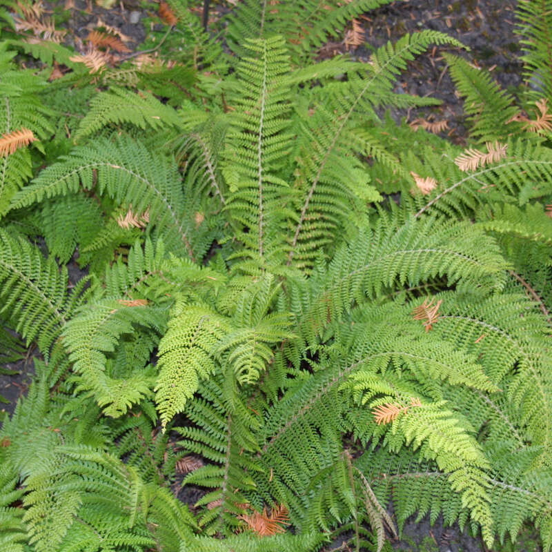 Weicher Schildfarn - Polystichum setiferum 'Herrenhausen' - grn