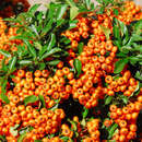 Pyracantha 'Saphyr Orange' - Feuerdorn