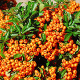 Pyracantha 'Saphyr Orange' - Feuerdorn