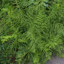 Dryopteris filix-mas 'Linearis Polydactyla' - Wurmfarn