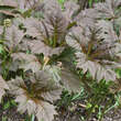 Rodgersia podophylla: Bild 2/5