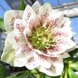 Helleborus or. 'Spring Dream': Bild 3/4