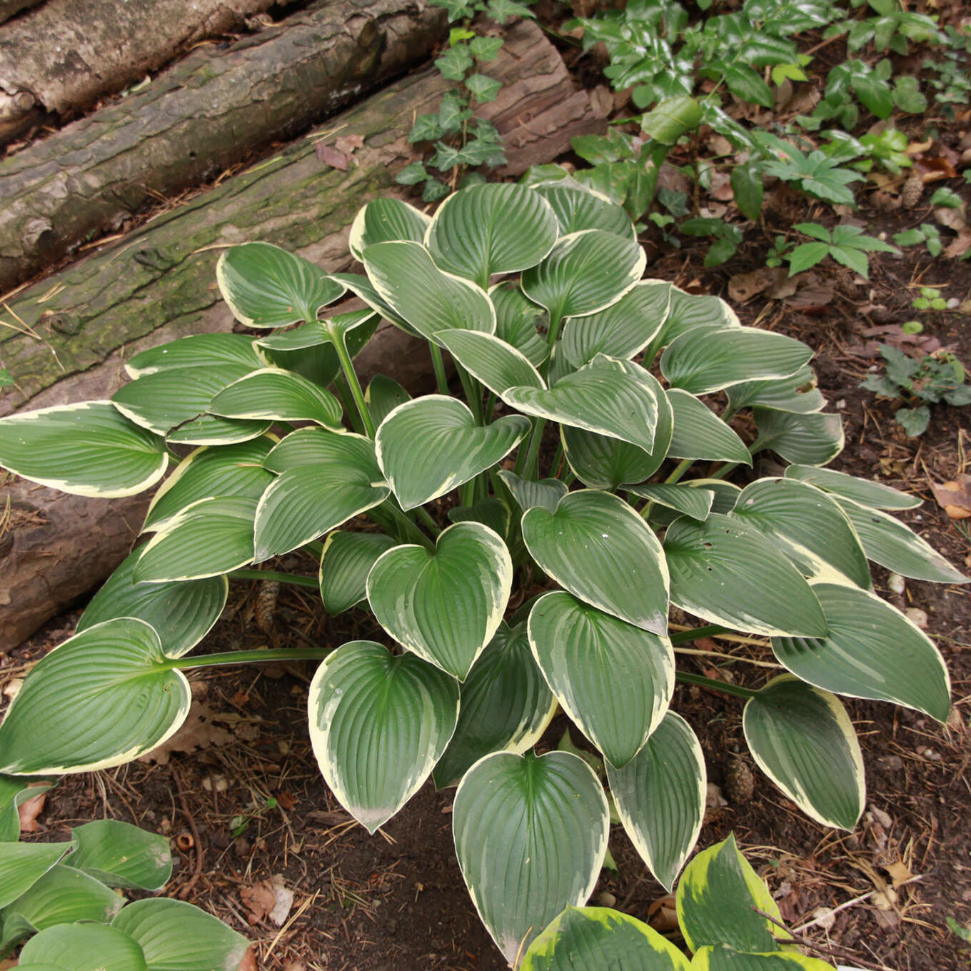 Funkie, Herzlilie Hosta 'Diamond Tiara' lila