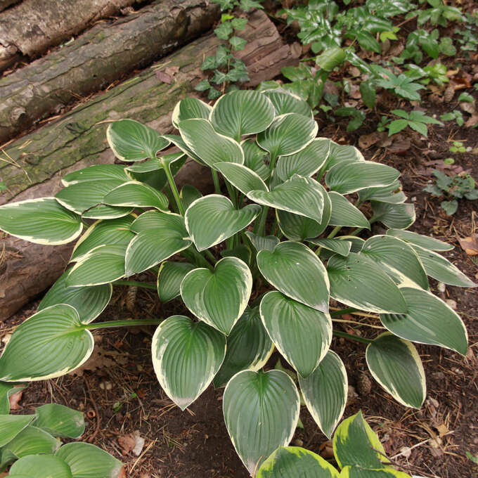 Funkie, Herzlilie Hosta 'Diamond Tiara' lila