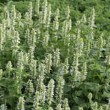 Agastache rugosa 'Alabaster' - Mexikanischer Ysop