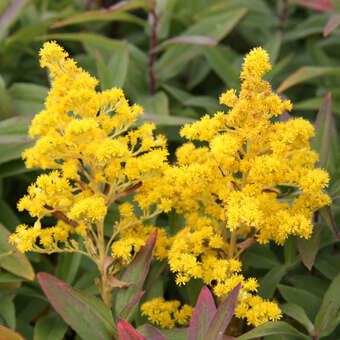 Solidago 'Golden Mosa'