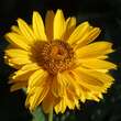 Heliopsis helianth. 'Mars': Bild 2/3