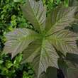 Rodgersia podophylla: Bild 4/5