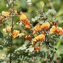 Colutea media 'Copper Beauty' - Orangeblütiger Blasenstrauch