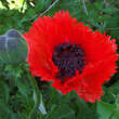 Papaver orientale 'Türkenlouis': Bild 6/6