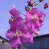 Verbascum phoeniceum - Königskerze