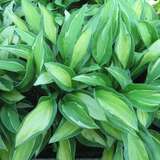 Hosta 'Gypsy Rose' - Funkie, Herzlilie