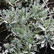 Achillea kolbiana: Bild 2/2