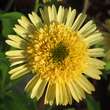 Echinacea purpurea 'Meteor Yellow': Bild 3/3
