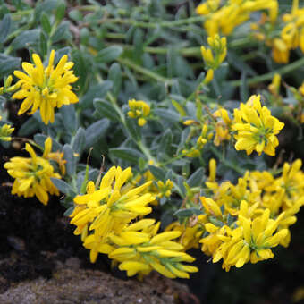 Genista tinctoria 'Humifusa'