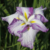 Iris ensata 'Tiramisu' - Japanische Sumpfschwertlilie