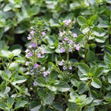 Thymus pulegioides 'Tabor' - Breitblättriger Thymian