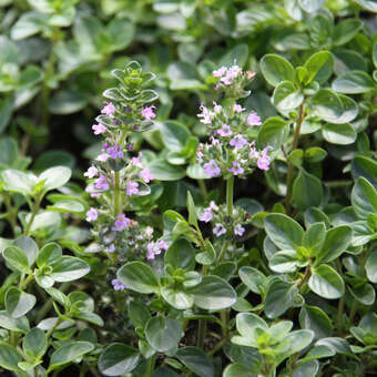 Thymus pulegioides 'Tabor'