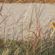 Miscanthus sin. 'Little Kitten': Bild 2/2