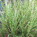 Miscanthus sinensis 'Gold Breeze' - Chinaschilf