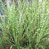 Miscanthus sinensis 'Gold Breeze' - Chinaschilf
