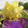 Iris germanica 'Jurassic Park': Bild 3/3