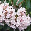 Kalmia latifolia: Bild 1/3
