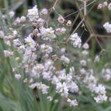 Gypsophila paniculata 'Bristol Fairy' - Schleierkraut, Gipskraut