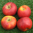 Malus dom. 'Topaz: Bild 1/2
