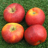 Malus domestica 'Topaz' - Winterapfel