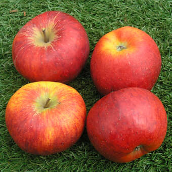 Malus domestica 'Topaz'