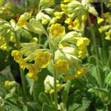 Primula veris - Schlüsselblume, Himmelsschlüssel
