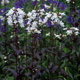 Penstemon digitalis 'Husker Red' - Bartfaden