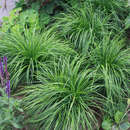 Carex caryophyllea 'The Beatles' - Pilzkopf-Segge