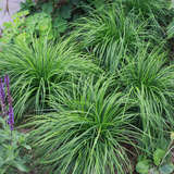 Carex caryophyllea 'The Beatles' - Pilzkopf-Segge