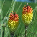 Kniphophia uvaria 'Grandiflora' - Raketenblume, Tritome