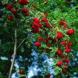 Sorbus commixta - Koreanische Eberesche