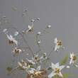 Epimedium 'Domino': Bild 1/1
