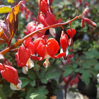Dicentra spectabilis 'Valentine'