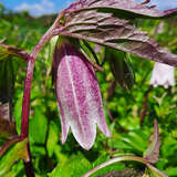 Campanula 'Elizabeth' - Glockenblume