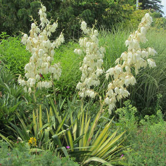 Palmlilie - Yucca flaccida 'Golden Sword' - wei