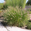 Pennisetum alopecuroides: Bild 7/8