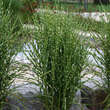 Miscanthus sinensis 'Strictus': Bild 2/7