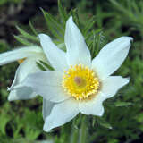 Pulsatilla vulgaris 'Alba' - Kuhschelle, Pelzanemone