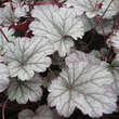 Heuchera 'Rave On': Bild 3/5