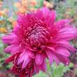 Chrysanthemum kor. 'Fiala': Bild 1/1