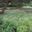 Galium odoratum: Bild 7/8