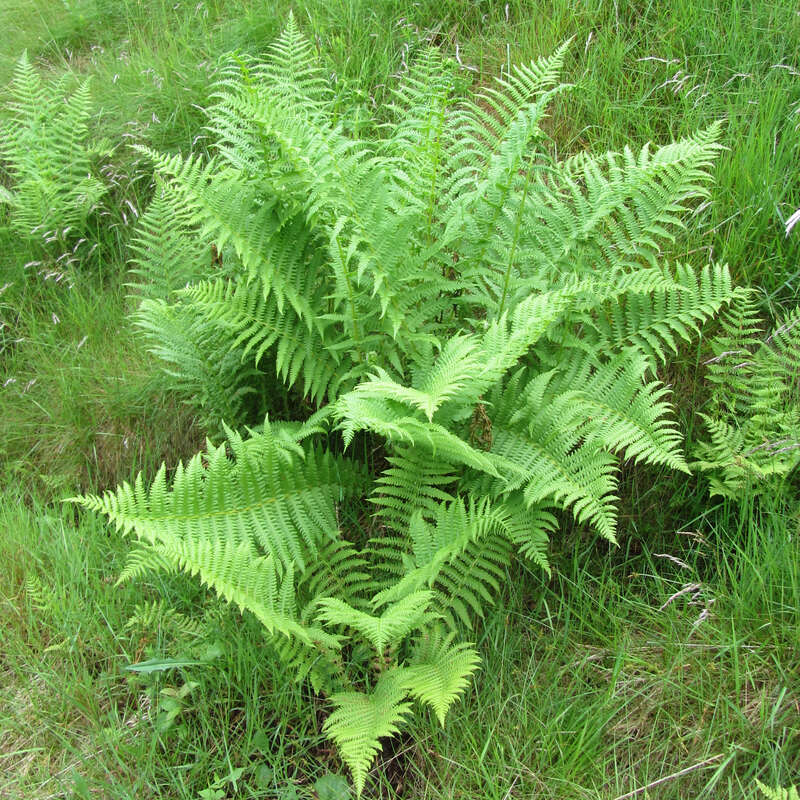 Gemeiner Frauenfarn - Athyrium filix-femina - grn
