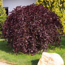 Fagus sylvatica 'Purpurea Pendula' - Hänge-Blutbuche